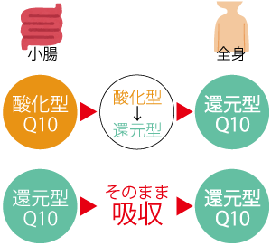 コエンザイムQ10の違い