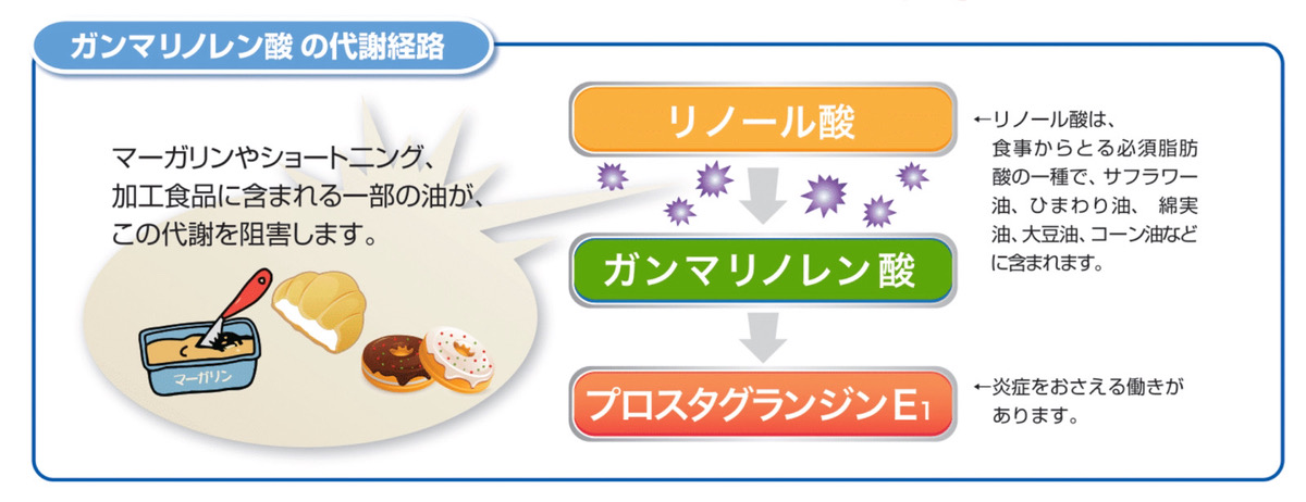 ガンマリノレン酸の代謝経路